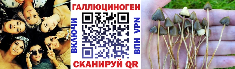 Псилоцибиновые грибы мицелий  Дрезна 